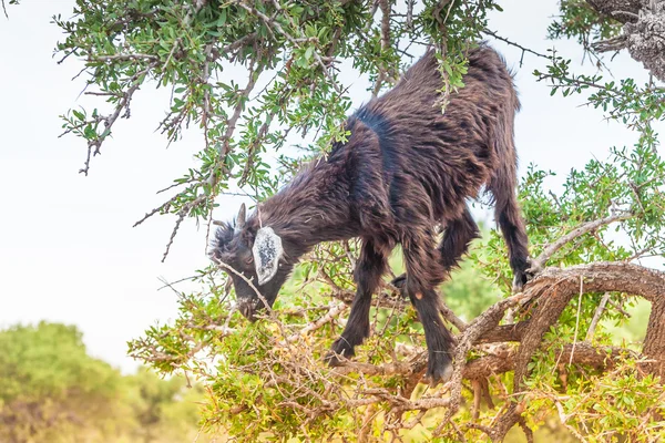 Cabras marroquinas no campo — Fotografia de Stock
