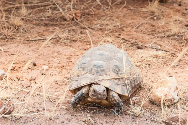 Tortuga en el suelo —  Fotos de Stock