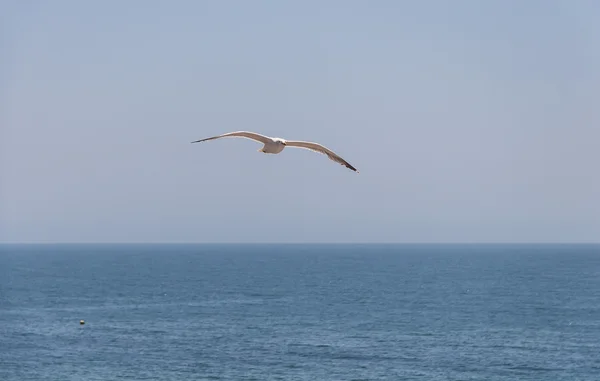 Gaviota en el cielo —  Fotos de Stock