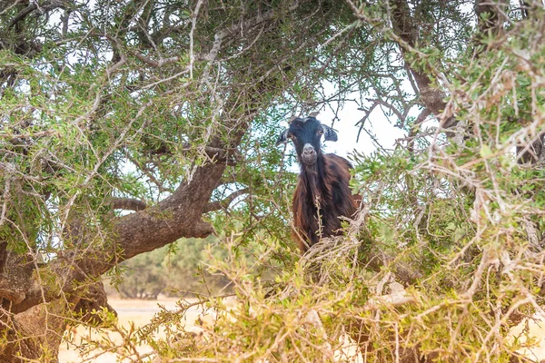 Morrocan goats in the field — Stock Photo, Image