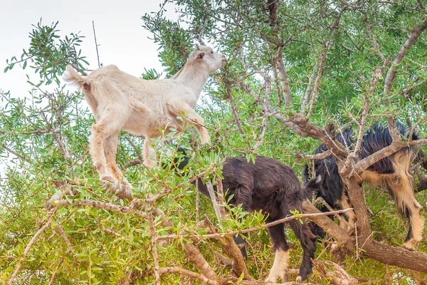 Cabras marroquinas no campo — Fotografia de Stock