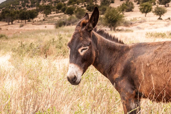 Brown donkey — Stock Photo, Image