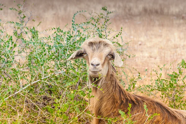 Marocké kozy v poli — Stock fotografie