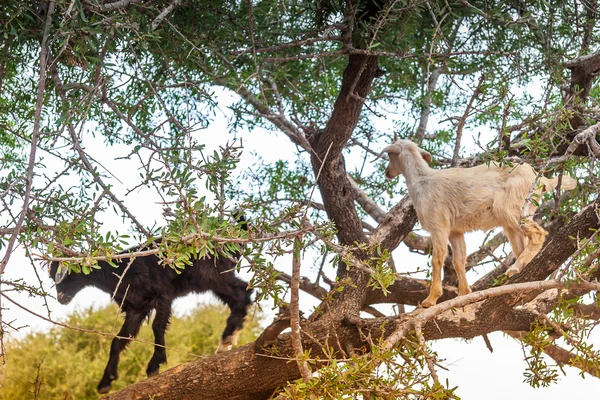 Morrocan goats in the field — Stock Photo, Image