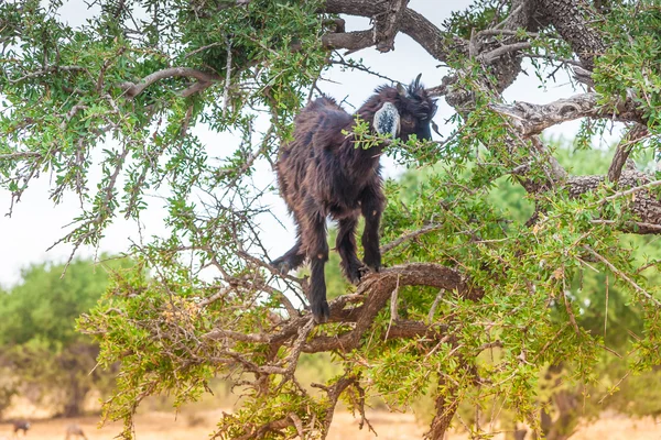 Morrocan goats in the field — Stock Photo, Image