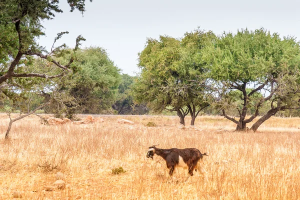 Chèvres marocaines dans les champs — Photo