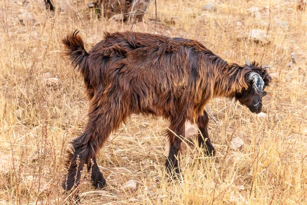 Марокканській кіз в області — стокове фото
