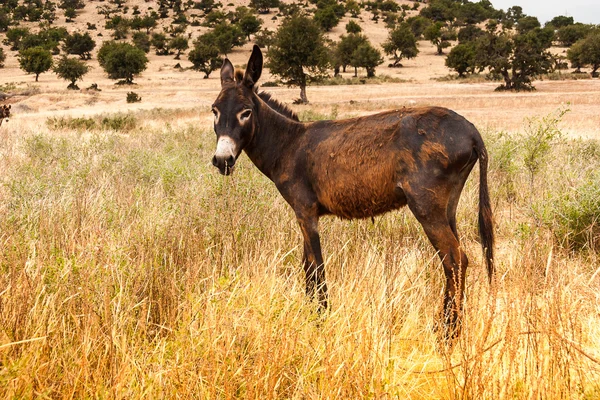 Brown donkey — Stock Photo, Image