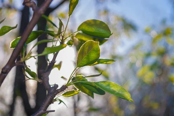 Perenboom — Stockfoto