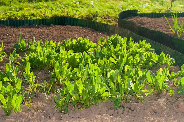 Garden Beds — Stock Photo, Image