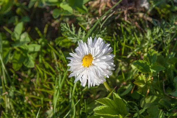 Frühlingsblumen — Stockfoto