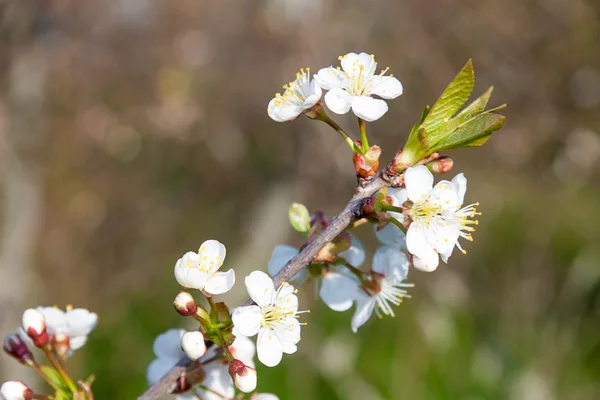 Flowering Cherry Tree — Stock Photo, Image