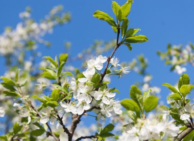 çiçekli erik ağacı