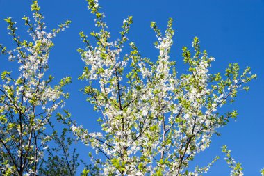 çiçekli erik ağacı