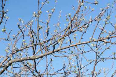 çiçekli elma ağacı