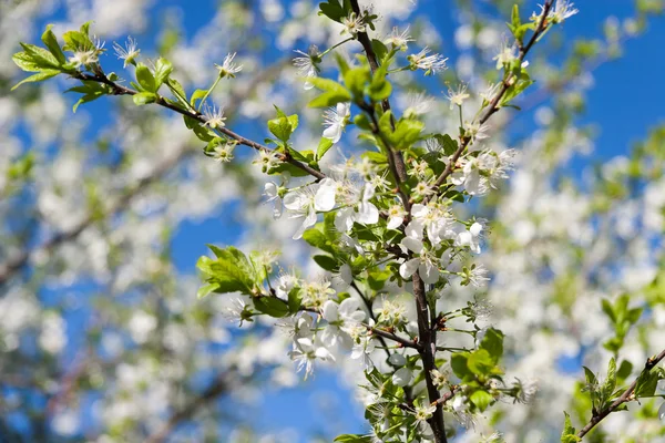 Flowering Plum Tree — Stock Photo, Image