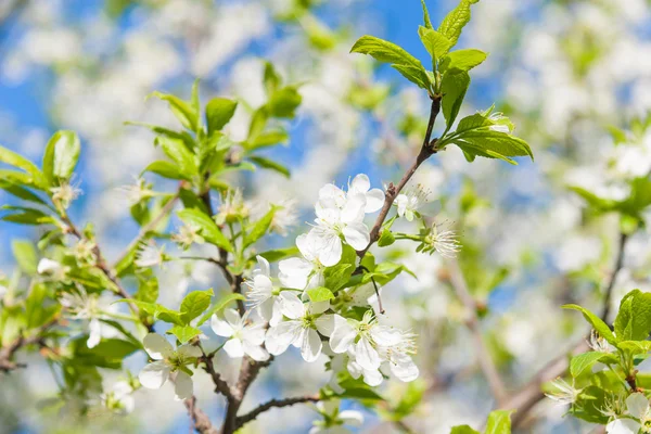 Flowering Plum Tree — Stock Photo, Image