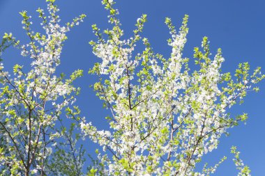 çiçekli erik ağacı