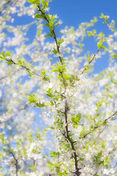Flowering Plum Tree — Stock Photo, Image
