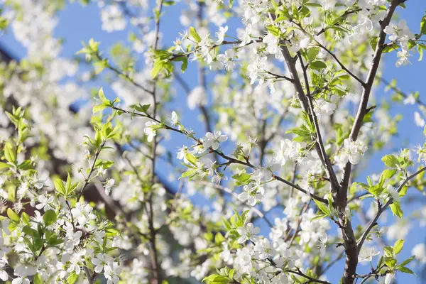 Flowering Plum Tree — Stock Photo, Image