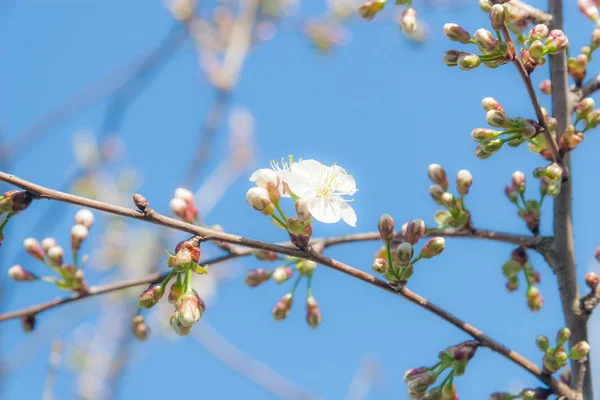 Flowering Cherry Tree — Stock Photo, Image