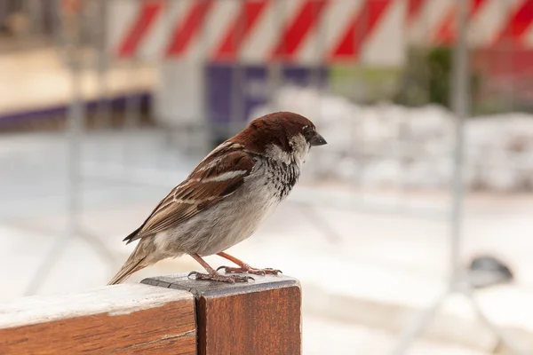 Little Brown Sparrow — Stock Photo, Image