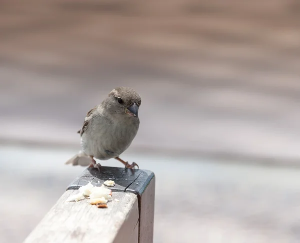 Little Brown Sparrow — Stock Photo, Image