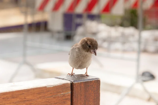 棕色的小麻雀 — 图库照片