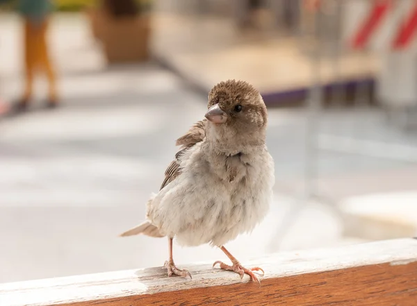 Little Brown Sparrow — Stock Photo, Image