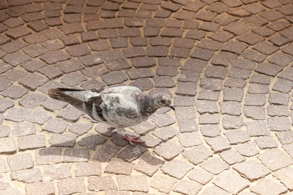 Pigeon — Stock Photo, Image