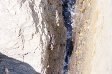 İnci kaya üzerinde küçük Yengeç