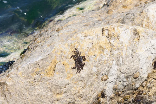 Kleine Krabbe auf dem Felsen — Stockfoto