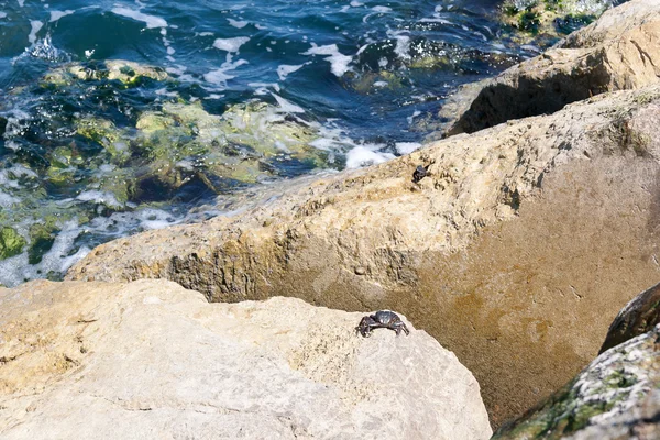 İnci kaya üzerinde küçük Yengeç — Stok fotoğraf