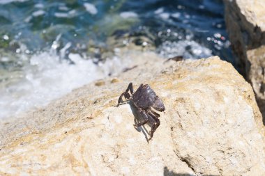 İnci kaya üzerinde küçük Yengeç