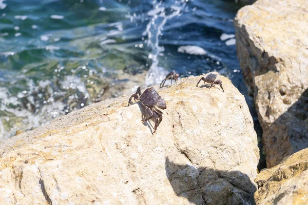 Pequeño Cangrejo en la roca — Foto de Stock
