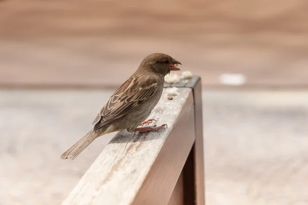 Little Brown Sparrow — Stock Photo, Image