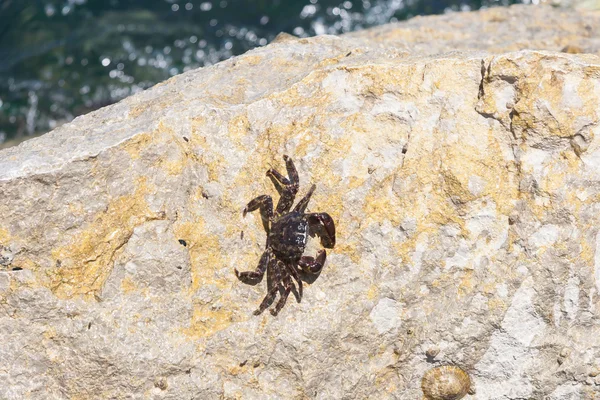 Pequeño Cangrejo en la roca — Foto de Stock