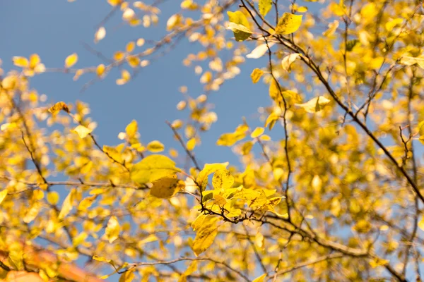 秋の梅の木 — ストック写真