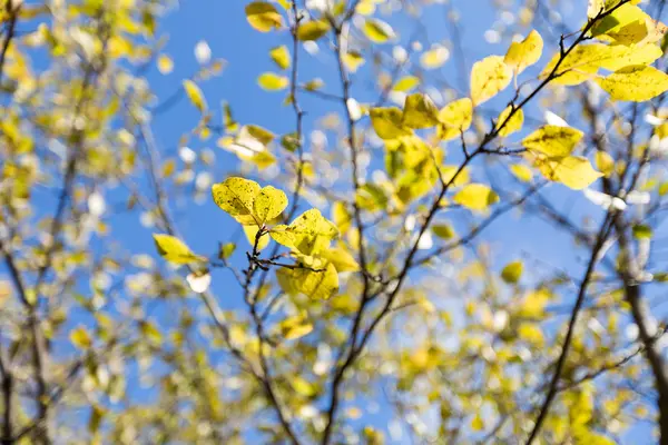 Ciruela en otoño — Foto de Stock