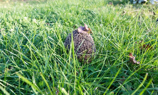 Маленький ёжик — стоковое фото