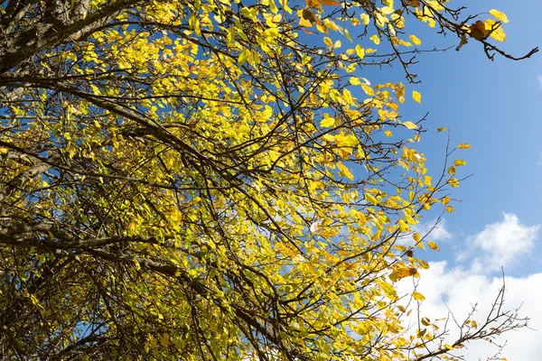 秋の庭 — ストック写真