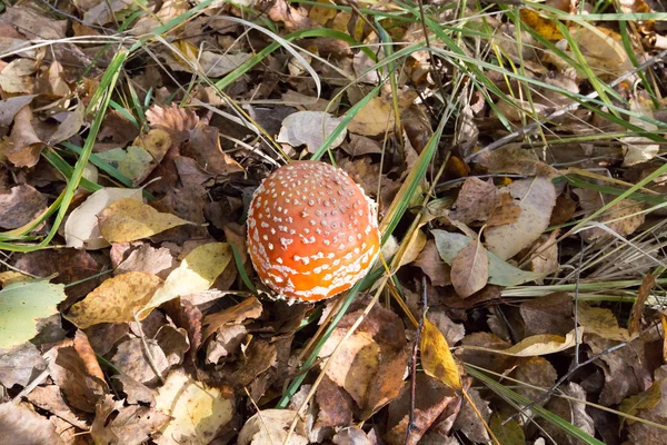 Champignon parmi l'herbe et les feuilles — Photo