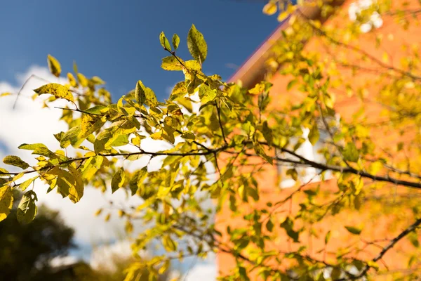 Ciruela en otoño — Foto de Stock
