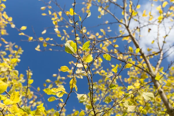 Švestka strom na podzim — Stock fotografie