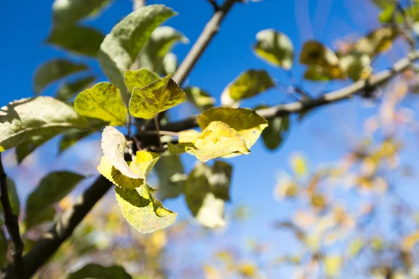 Jardin d'automne — Photo