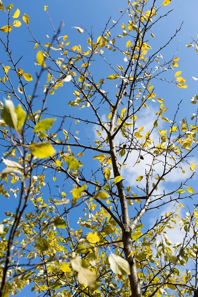 Švestka strom na podzim — Stock fotografie