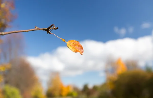 Jardín de otoño — Foto de Stock