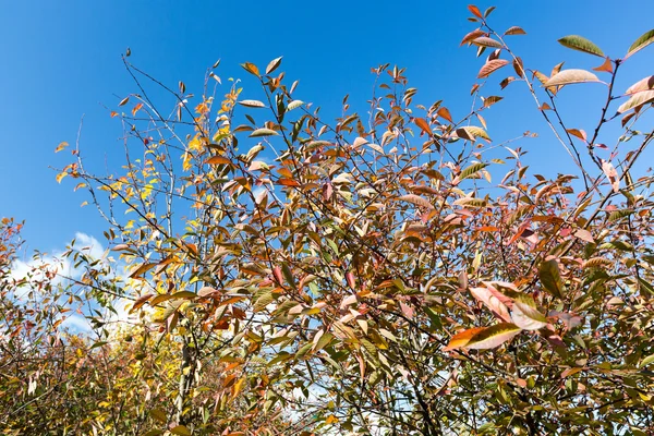 Jardín de otoño — Foto de Stock