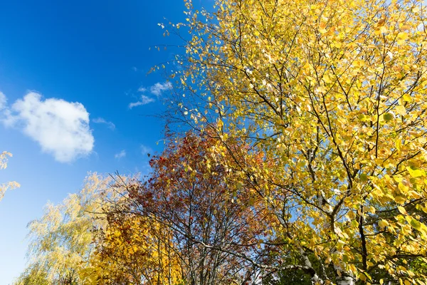 Jardín de otoño — Foto de Stock