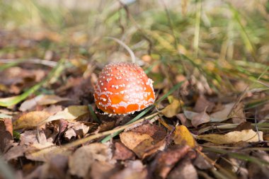 Çim ve yaprakları arasında mantar